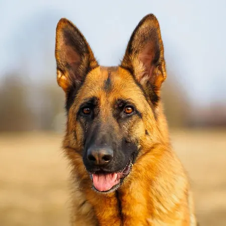 In With Private Garden *